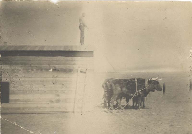 oxen